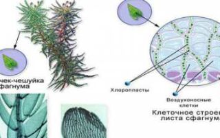 Сфагнум — опис з фото, види і розмноження, використання в народній медицині і квітникарстві